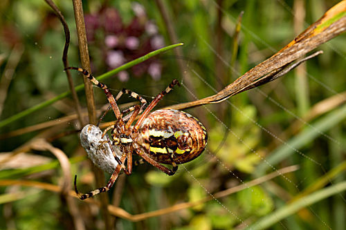 Zebraspinne