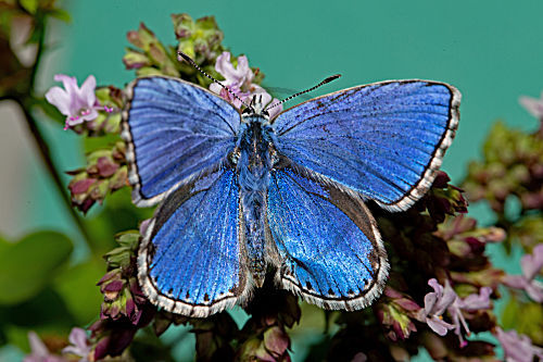 Himmelblauer Bläuling