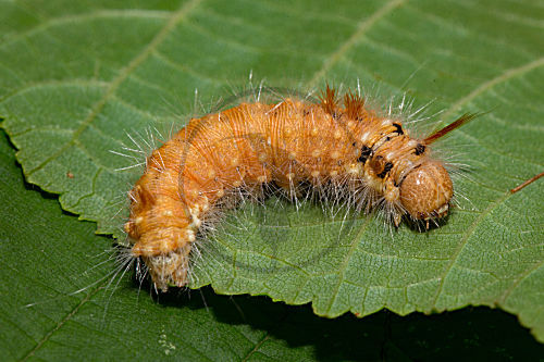 Haseleule