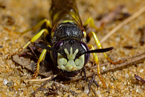 Bienenwolf