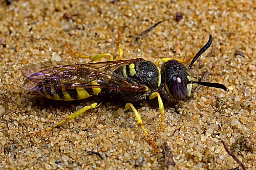 Bienenwolf