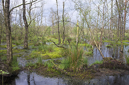 Birken im Moor