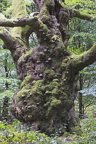 Alte Rotbuche
