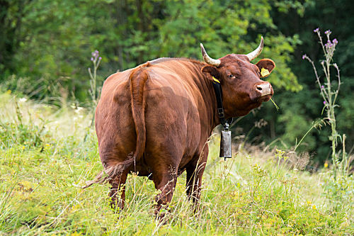 Rotes Höhenvieh