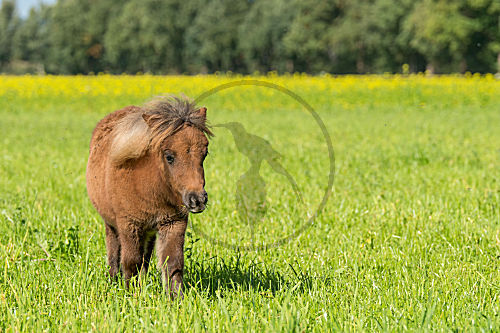 Junges Shetlandpony