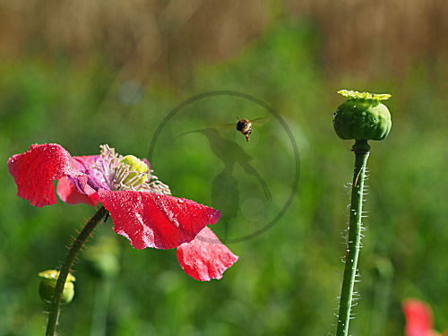 Schlafmohn
