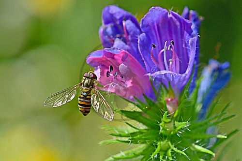 Schwebfliege