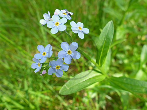 Vergissmeinnicht / Myosotis