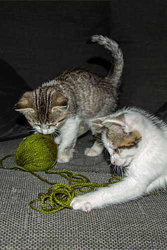Junge Hauskatzen
