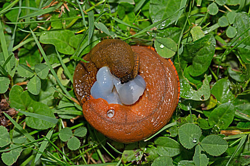Rote Wegschnecke