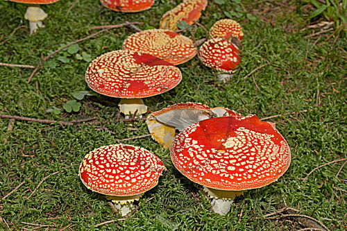 Fliegenpilz