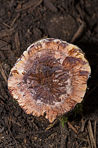 Rotbrauner Korkstacheling
