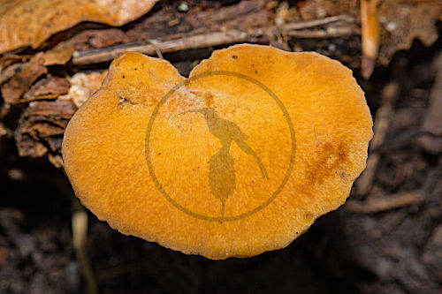 Löwengelber Stielporling