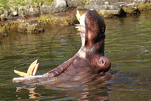 Flusspferd
