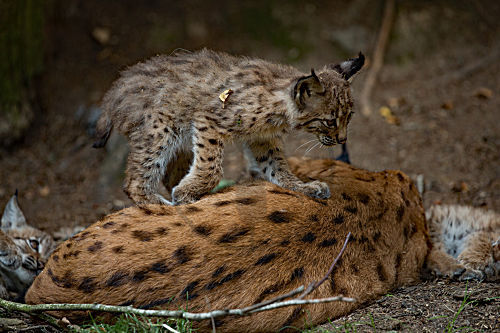 Luchs