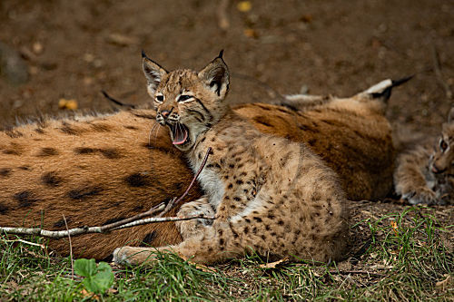 Luchs