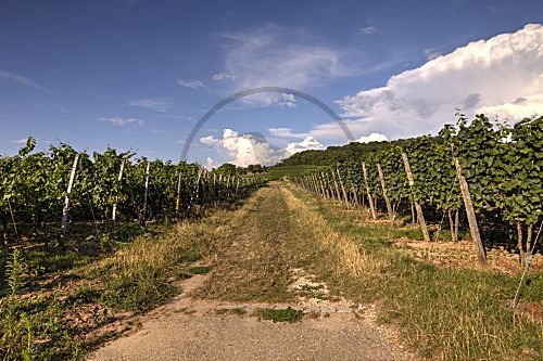 Weg durch den Rebberg