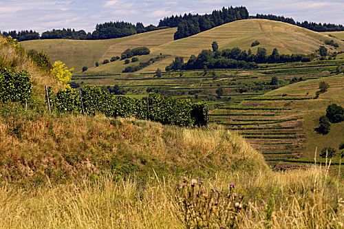Hügellandschaft Kaiserstuhl