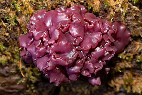 Fleischroter Gallertbecher