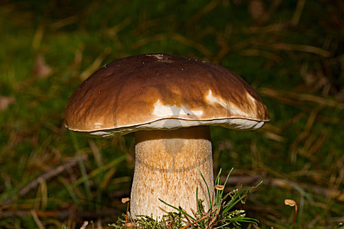 Fichtensteinpilz