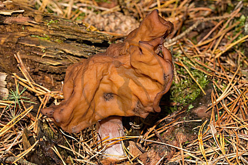 Bischofsmütze