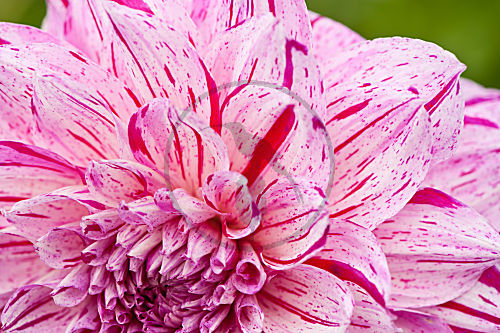 Dahlien