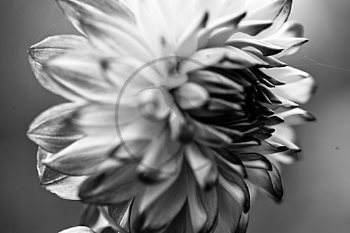 Dahlien