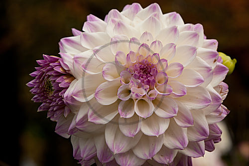 Dahlien
