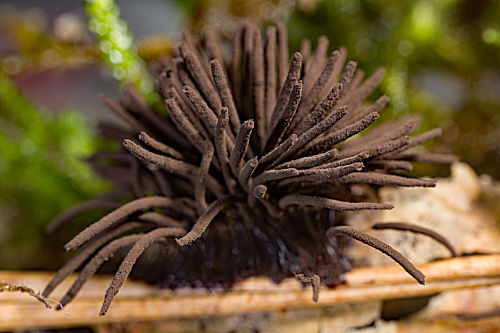 Stelzen-Schleimpilz Stemonitis fusca
