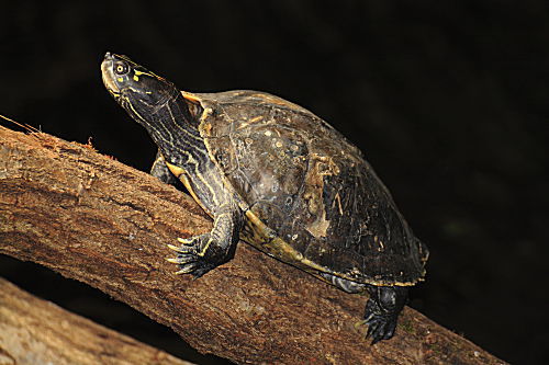 Gewöhnliche Schmuckschildkröte