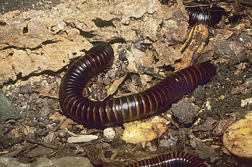 Tropischer Tausendfüßler