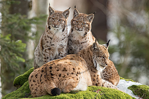 Luchs