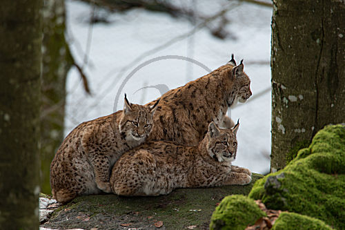 Luchs
