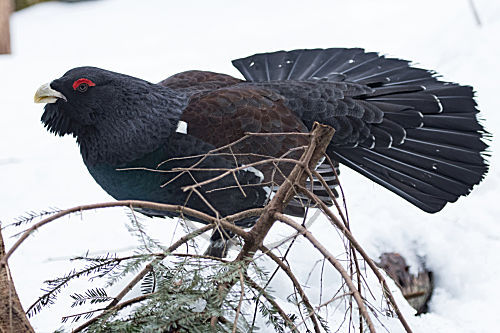 Auerhuhn