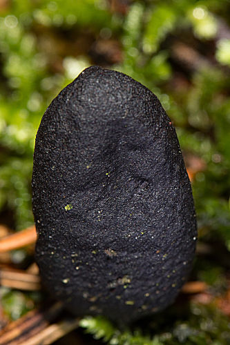 Vielgestaltige Holzkeule