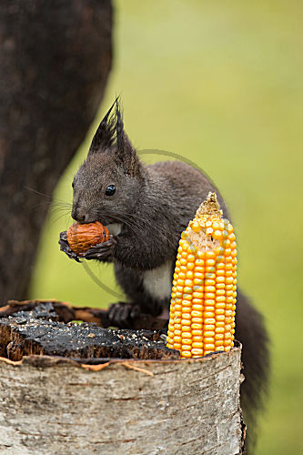 Eichhörnchen