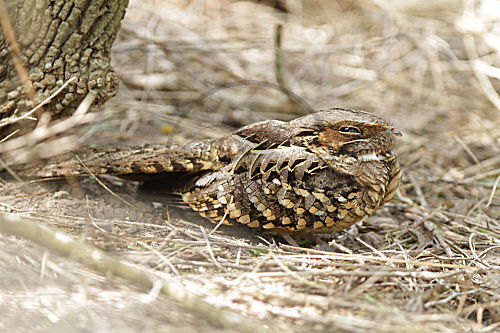 Pauraquenachtschwalbe