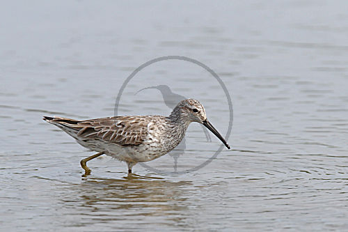 Bindenstrandläufer
