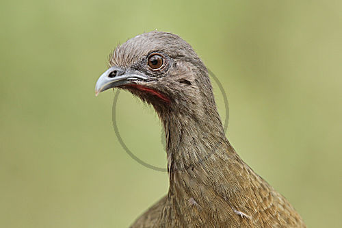 Blauflügelguan