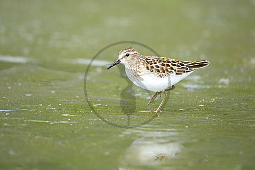 Wiesenstrandläufer