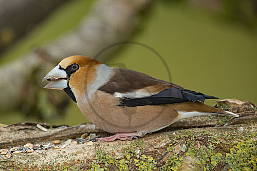 Kernbeisser