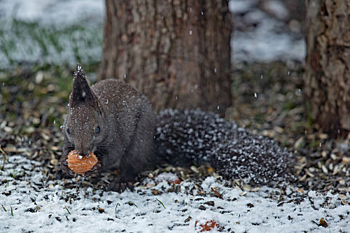Eichhörnchen