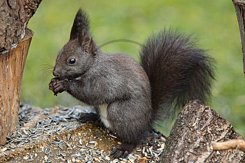 Eichhörnchen