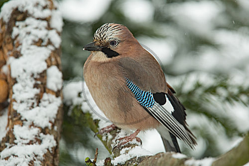 Eichelhäher