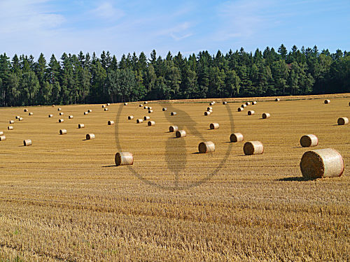 Feld mit runden Strohballen