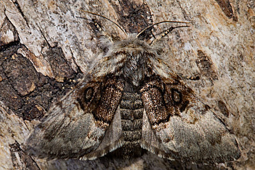 Haseleule