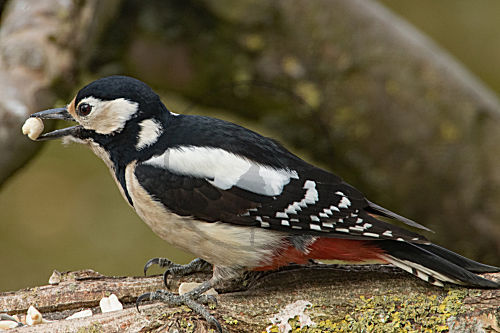Buntspecht