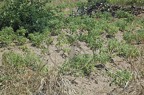 Maniokfeld in Malawi