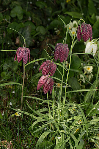 Schachblume
