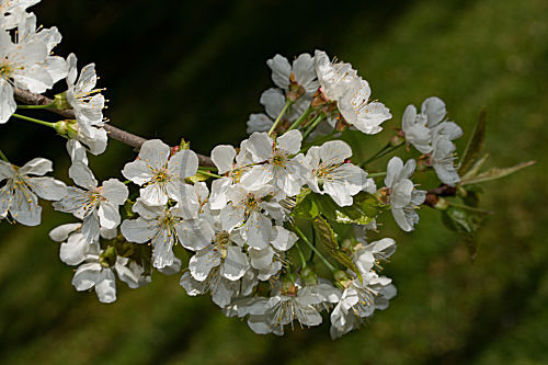 Kirschbaum